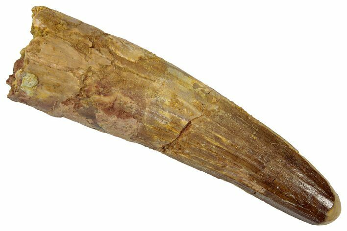Fossil Spinosaurus Tooth - Real Dinosaur Tooth #346817